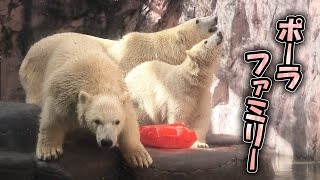 うみ そら ポーラ 赤ちゃん 八木山動物公園｜Polar bear ホッキョクグマ シロクマ｜しろくまTV