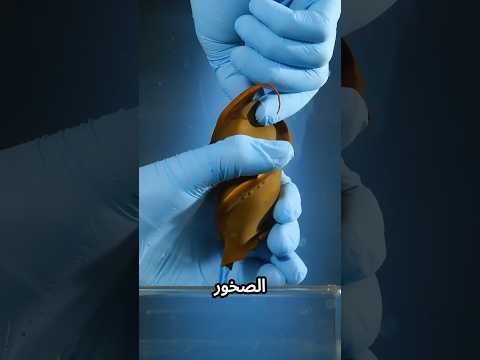 من قرش القرن إلى حصان البحر: أغرب طرق وضع البيض في الطبيعة
