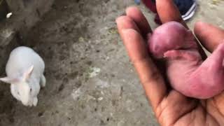 Rabbits ne baacche de dia 😨