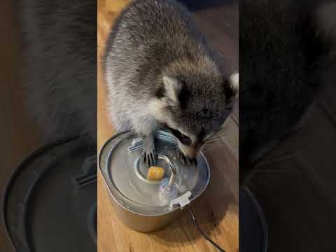 Raccoon Washes Tater Tot In Fountain