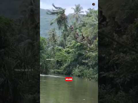 തെങ്ങ് ചതിച്ച് ആശാനേ.. #coconut #coconutree #coconuttreejump #kerala #viral #viralvideo #shorts