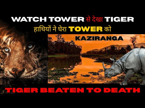 TIGER BEATEN TO DEATH! TOWER से देखा TIGER! KAZIRANGA NATIONAL PARK ASSAM #tiger