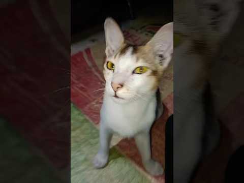 Cat Born As A Comedian 🤣Try To Not Laughter 😸#cat #catfunny #funny #catvideos #pets