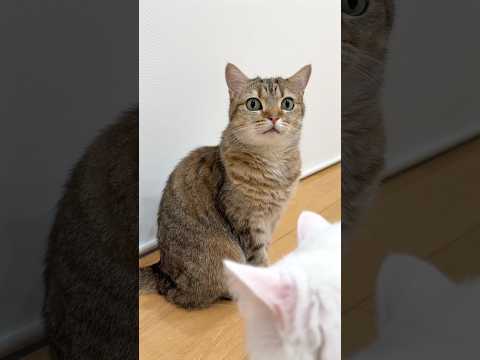 しまちゃん誕生日おめでと〜う🎉