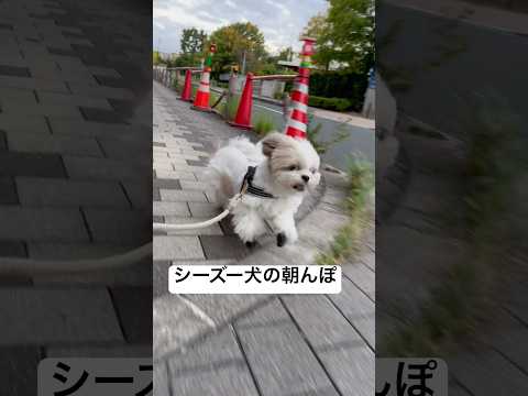 【シーズー】はに丸の朝んぽルーティン