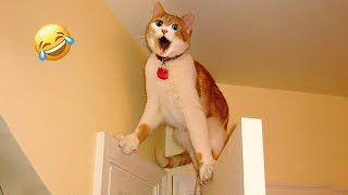 Best Animal Videos 2024 😂 - Funniest Dogs 🐶 And Cats 😺 Moments