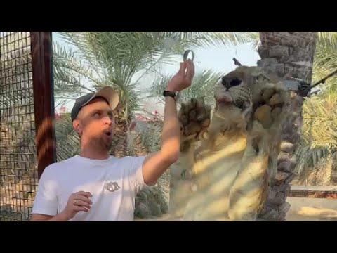 Я КОРМЛЮ ЦАРЯ ЗВЕРЕЙ С РУК! Что было дальше...