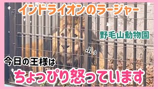 音に敏感なラージャー君❣️僕、寝たいのに、、🦁💦子供達は元気ににらめっこ😂眠れなくて悲しむラージャー君  #野毛山動物園 #インドライオン #ライオン #ラージャー