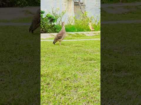 teetar voice 🔥#viral #foryou