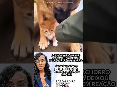 Cena de cachorro protegendo gatinho na chuva emociona e tem final surpreendente poster