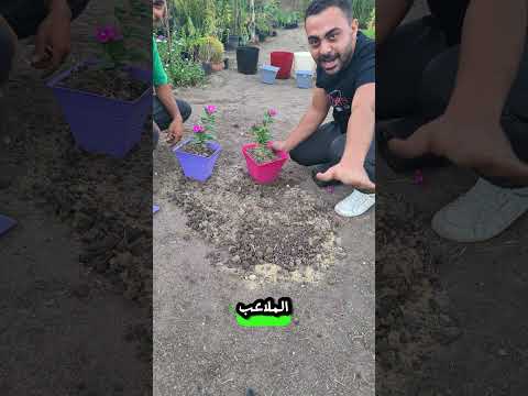تحدي نقل الاصيص اسرع 😂🌿🌸 #اشجار #زراعة #زراعة_الأسطح #garden #plants