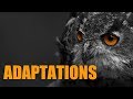 Exploring Organism Adaptations
