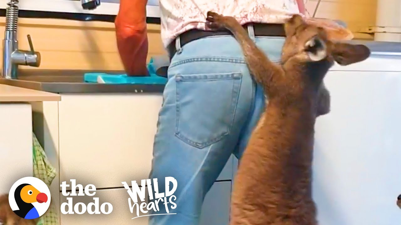 Family Of Rescue Kangaroos Act Like Toddlers Wild Hearts