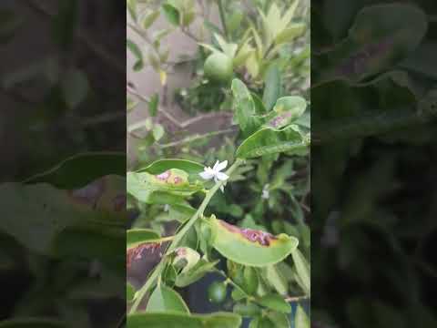 Hamari Pyari Pyari Chhoti Si Bagiya #song #bollywood #bollywoodsongs #film