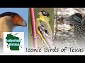 Birdwatching Knowledge Assessment