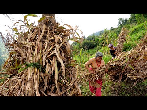 how Nepalese live in the village watch this video || village life of Nepal ||