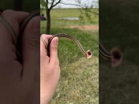 Found an ANGRY little SNAKE!