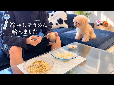 偏食気味なトイプードルと夏を過ごすとこうなる