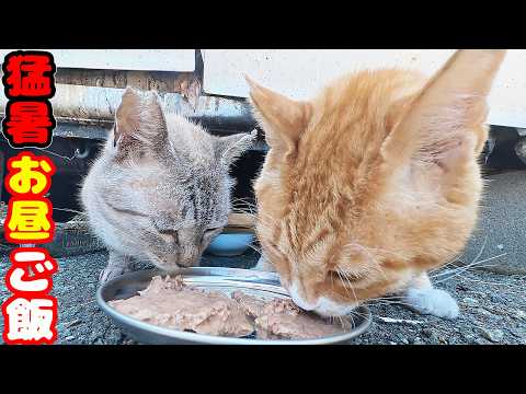 猛暑日のお昼に猫たちにご飯をあげると・・・ さくらねこへのエサやり 地域猫ボランティアさん急逝後火事エリア【視聴だけでも猫たちを助けることになります】支援者様 視聴者様 猫たちに神のご加護を!