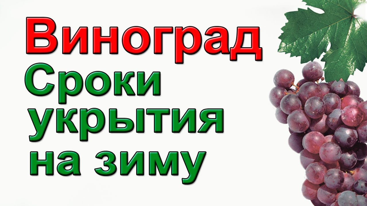 Раннее укрытие винограда на зиму, советую