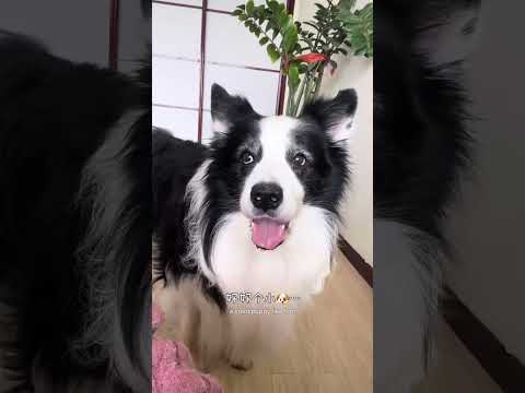 毛孩子出门要有安全意识哦 #边牧 #万物可爱计划 #人基础养的宠物就不基础 #萌主总动员 #抖in萌宠计划