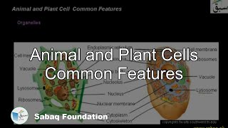 Animal and Plant Cells Common Features
