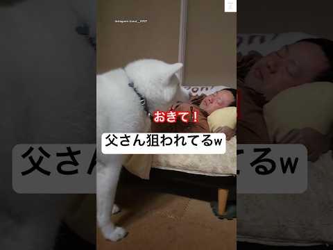 起きて‼️父さんが寝てるのを起こしたい秋田犬😂　　#秋田犬　#犬　#面白い　#犬のいる暮らし #かわいい サムネイル