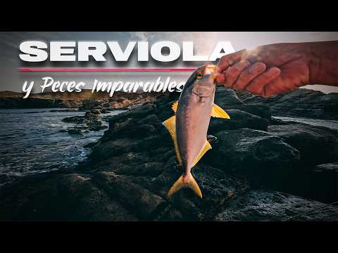 Serviolas y DOS Peces DEMASIADO Grandes [𝙇𝙖 𝙍𝙚𝙖𝙡𝙞𝙙𝙖𝙙 𝙙𝙚 𝙡𝙖 𝙋𝙚𝙨𝙘𝙖] | Lured Vlog 330