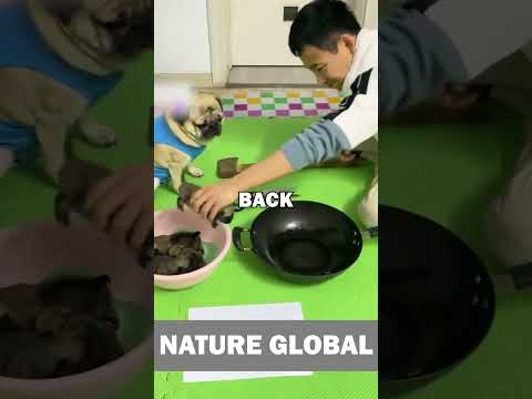DOG PLAYS ROCK PAPER SCISSORS! #pets #petstory #dogs #pug #puglovers #doglover #animalstories