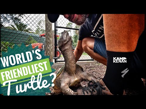 The Most Charismatic Turtle You’ll EVER Meet! Marge the Dog-Like Snapping Turtle is an Unforgettable Pet Story! After many years of meeting thousa