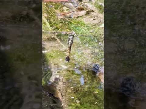 まもってまもられて(文字なし)