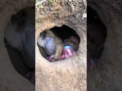 The dog is chewing a bone leisurely in the nest. Cute pet debut plan. Dog. Golden Sun original