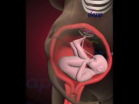 Amazing Struggles of child Inside the Womb (3D Animation)