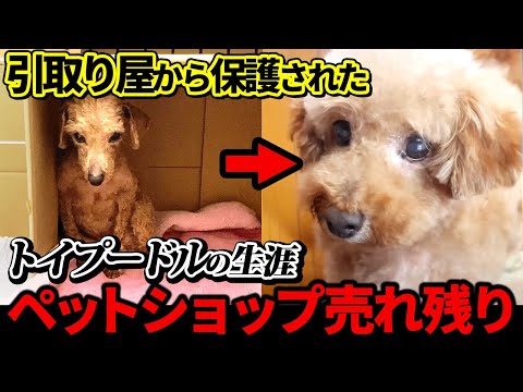 【引き取り屋　ﾄｲﾌﾟｰﾄﾞﾙ　大量生産】ペットショップ売れ残りのトイプードル幸ちゃんの生涯　ﾀﾞｲｼﾞｪｽﾄ