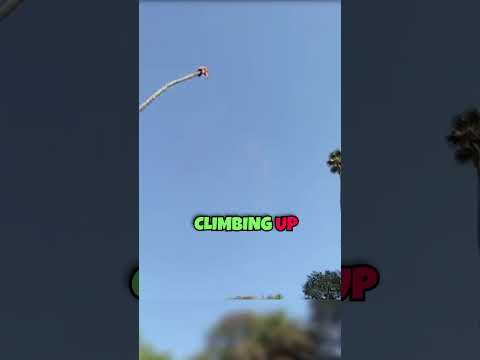 ? Daredevil Climbs 150ft Palm Trees Every Day! ?? #viral #shorts #youtubeshorts #vir