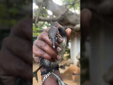 കാട്ടു താറാവ്  കണ്ടു കിളി poyi???#petsiconmanu #pets