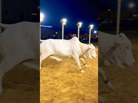Jameel Memon Mandi 2025 | Multan Mandi Updates | Cow Mandi 2026 #shorts #cowvideos @ARMaani7#cow