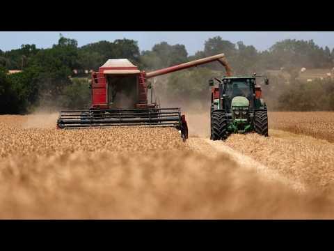 Le climat fait plier les céréaliers français