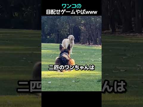 ワンコの目配せゲームやばwww