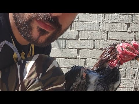 علاج الفاش فراخ هندي لازم الاستحمام بعد الرش شى مقرف الفاش