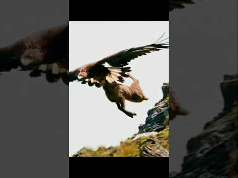 🦅আক্রমনাত্মক বাজপাখি || Aggressive hawk | #hawk #viralvideo