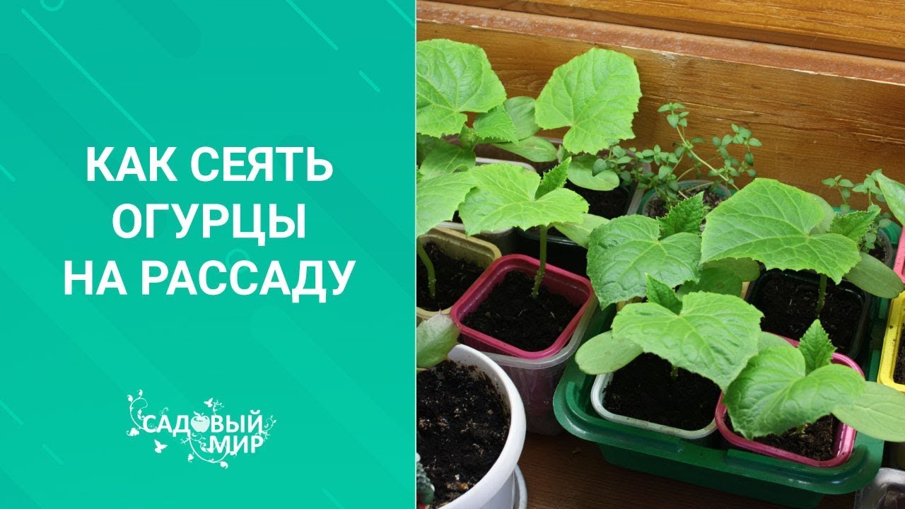 Как сеять огурцы на рассаду