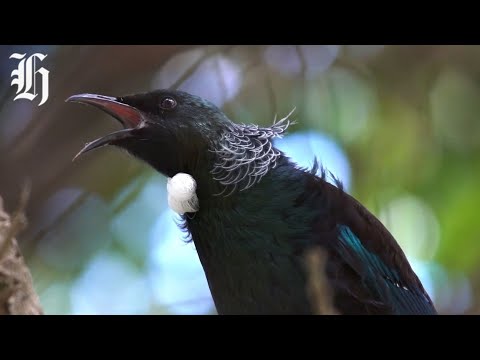 YouTube video thumbnail: Light Pollution Turns Birds Into Night Owls