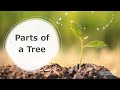 Tree Structure and Functions