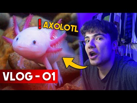 AXOLOTL ALDIMMM ! ( Yeni Bebeğim ) - VLOG 01