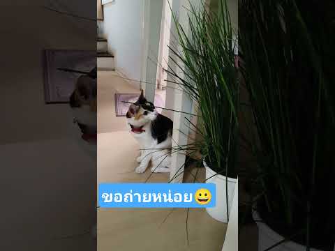 #ขำๆ #คลายเครียด #แมวน่ารัก ไม่ต้องหลบ😂