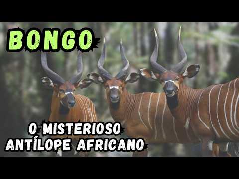 BONGO - UM ANTÍLOPE SELVAGEM POUCO CONHECIDO! LINDO, MAJESTOSO E CURIOSO ANIMAL DA NATUREZA AFRICANA