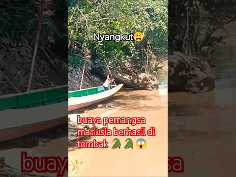 #buaya besar #shortsvideo