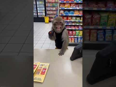 Stare was the real weapon #robbery #crime #monkey #funny #fyp
