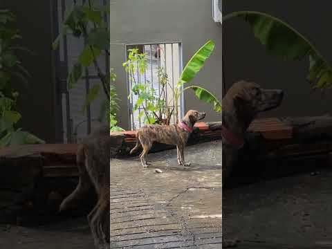 macacos na cidade de Barão de Melgaço